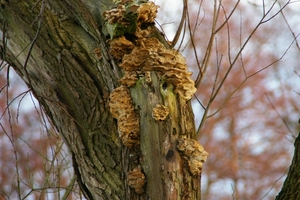 Paddenstoelen in de boom