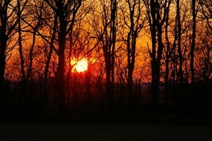 Zonsondergang door de bomen.