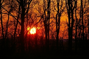 Zonsondergang door de bomen