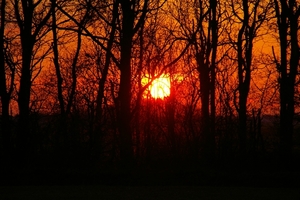 Zonsondergang door de bomen.