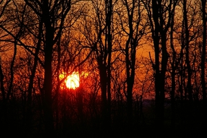 Zonsondergang door de bomen.