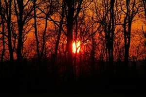 Zonsondergang door de bomen