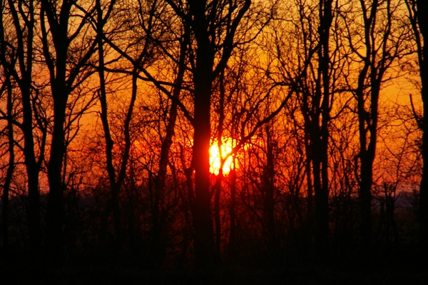 Zonsondergang door de bomen.