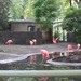 Flamingo's