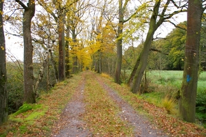 Bossen Olterterp-Beesterzaag-Friesland