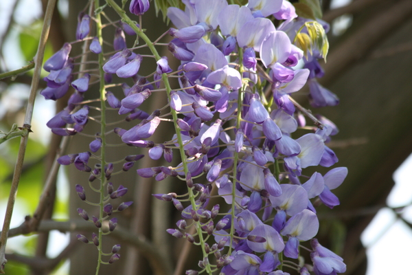 bloemen meimaand