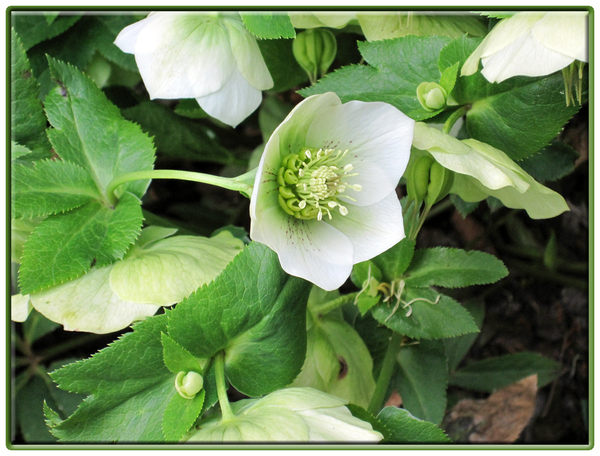 helleborus