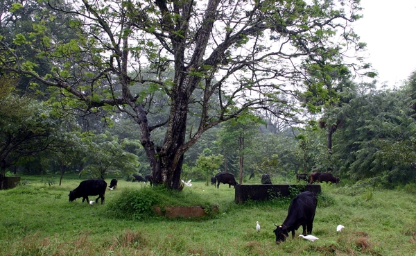 Anuradhapura - Lekker grazen