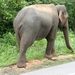 Wilde olifant in natuurreservaat