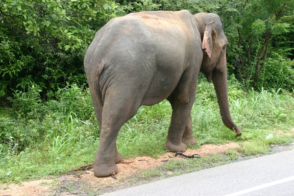 Wilde olifant in natuurreservaat