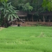 Matale - rijstvelden
