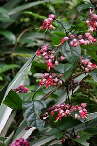 SriLanka564