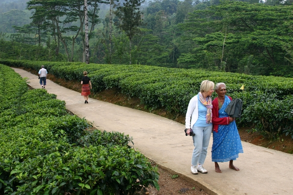 Theeplantages nabij Nuwara Eliya 