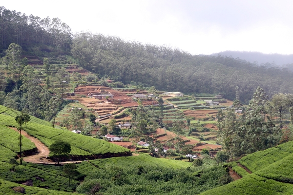 Niet alleen thee maar ook groententeelt op terrassen