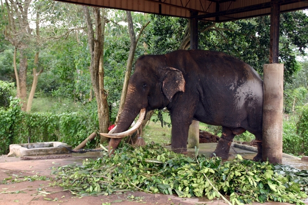 60 jaar oud blind mannetje