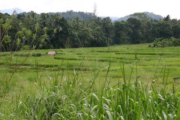 Pinnawela - rijstveld