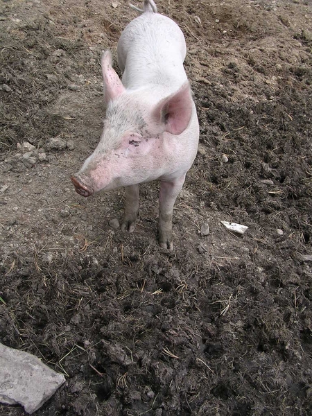 Zwitserland 2008 029