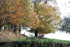 groen rond de Poelberg