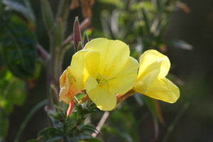 bloem in de duinen