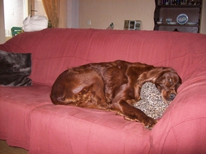purdey