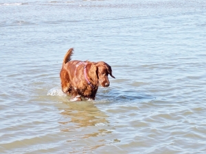 purdey