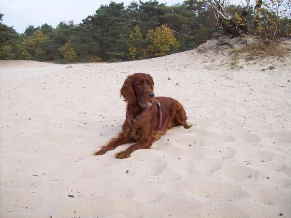 purdey