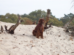 purdey