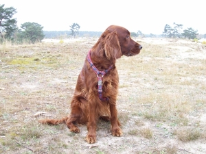 purdey