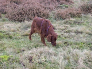 purdey