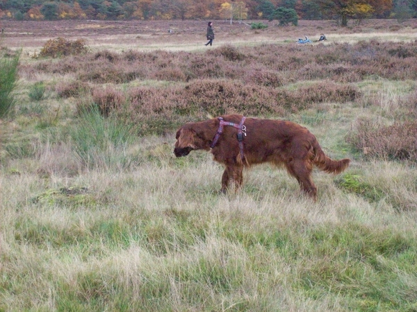 purdey