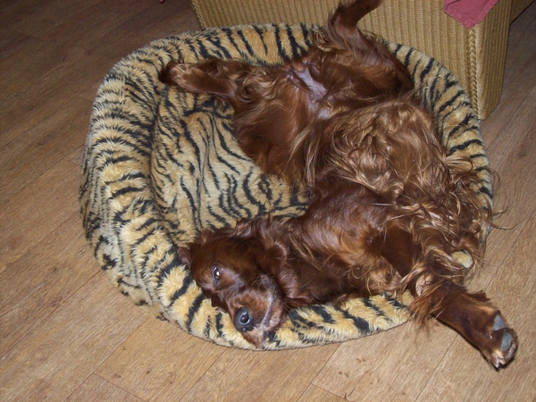 purdey