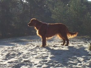 purdey