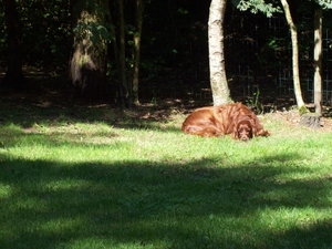 purdey