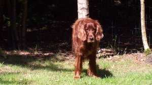 purdey