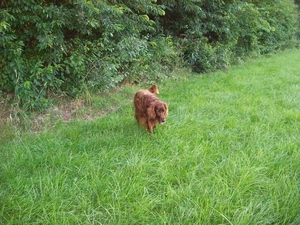 purdey