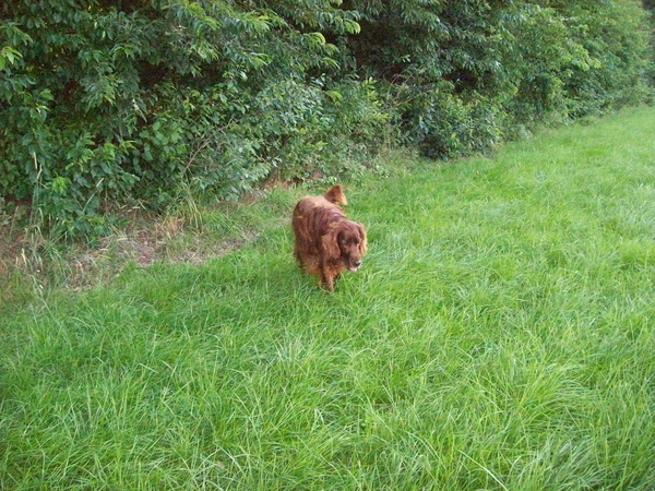 purdey
