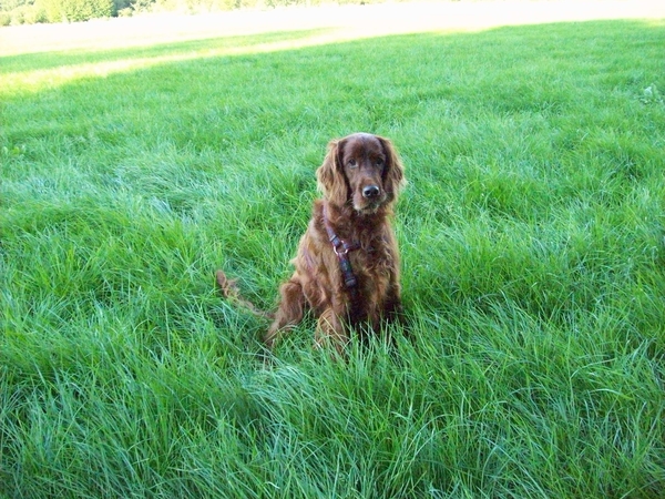 purdey