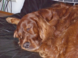 purdey