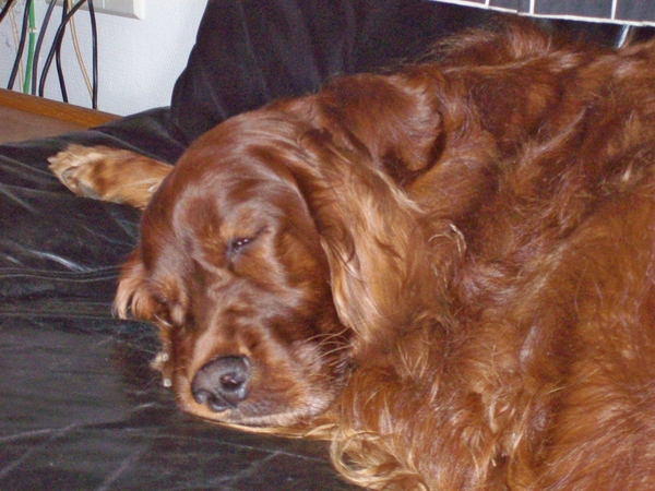 purdey