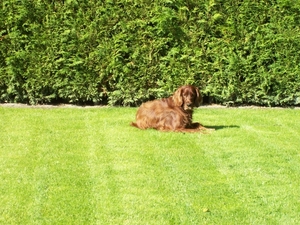 purdey