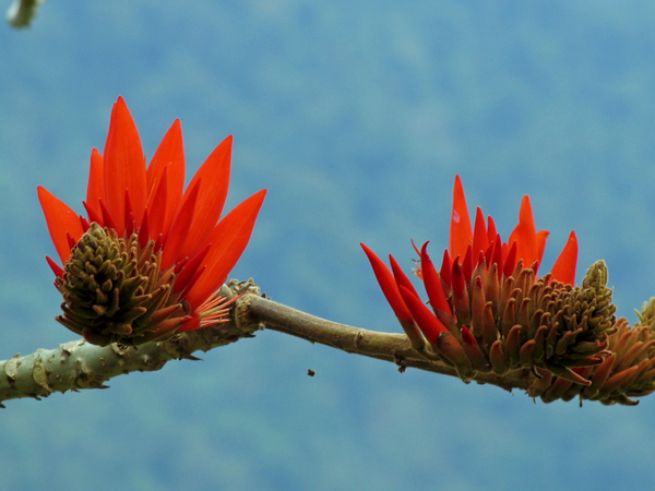 PRACHTIGE BLOEMEN AAN DE BOMEN