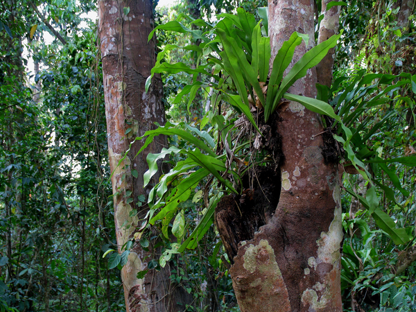 TROPISCH REGENWOUD - KAZIRANGA