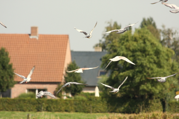 duiven in de vlucht