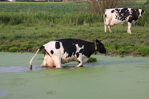 Koe in de sloot