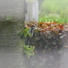 specht