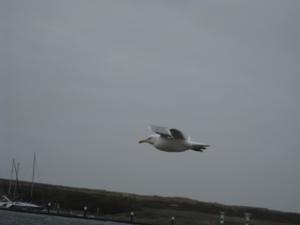 2011-02-7 port zelande vinkskes 021