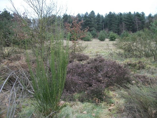 012-Bosgebieden van Kraanberg