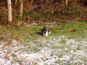 eerste sneeuw 08