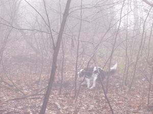 foto's-michka IN DE MIST