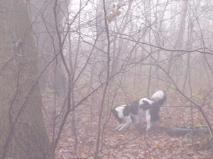 foto's-michka- In de mist